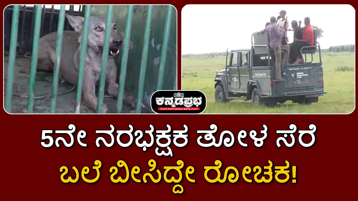 ಉತ್ತರ ಪ್ರದೇಶ: 5ನೇ ನರಭಕ್ಷಕ ತೋಳ ಸೆರೆ; ಬಲೆ ಬೀಸಿದ್ದೇ ರೋಚಕ!